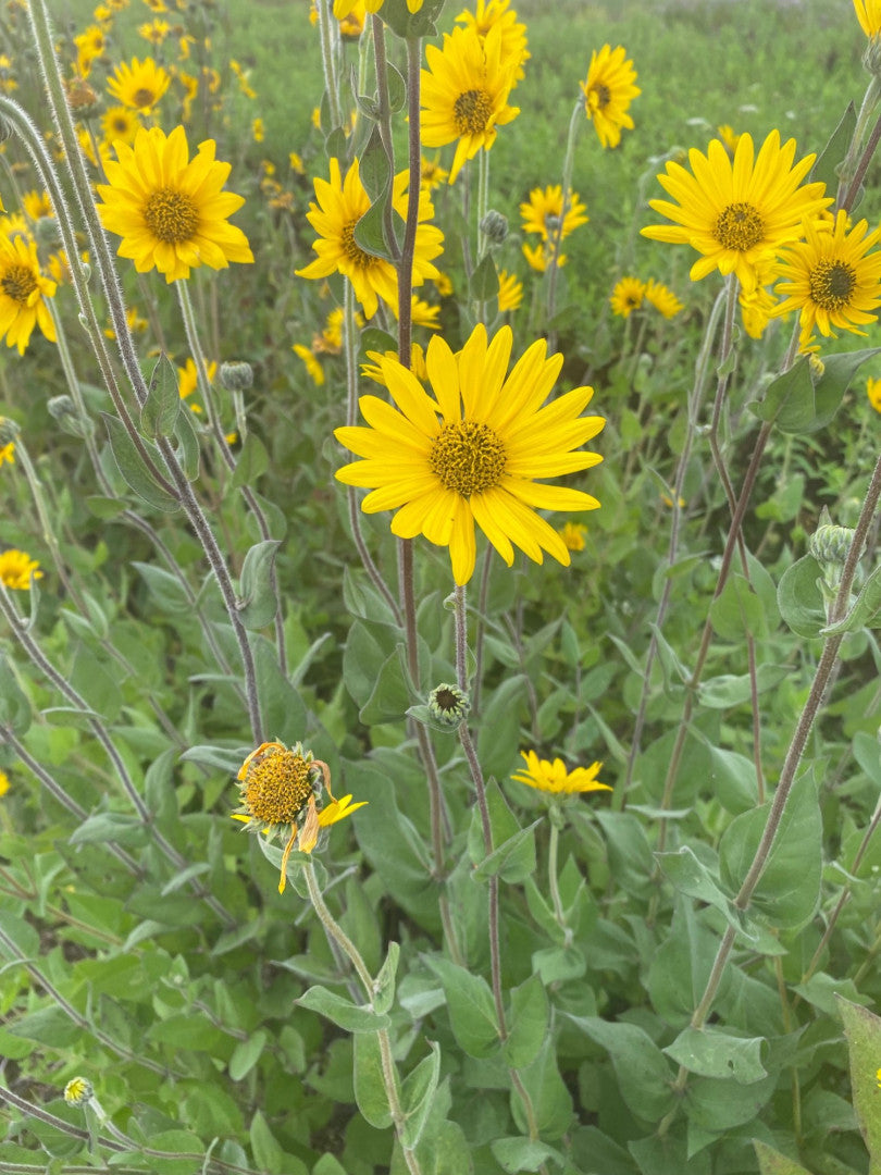 Helianthus mollis - Native BEE-Ginnings