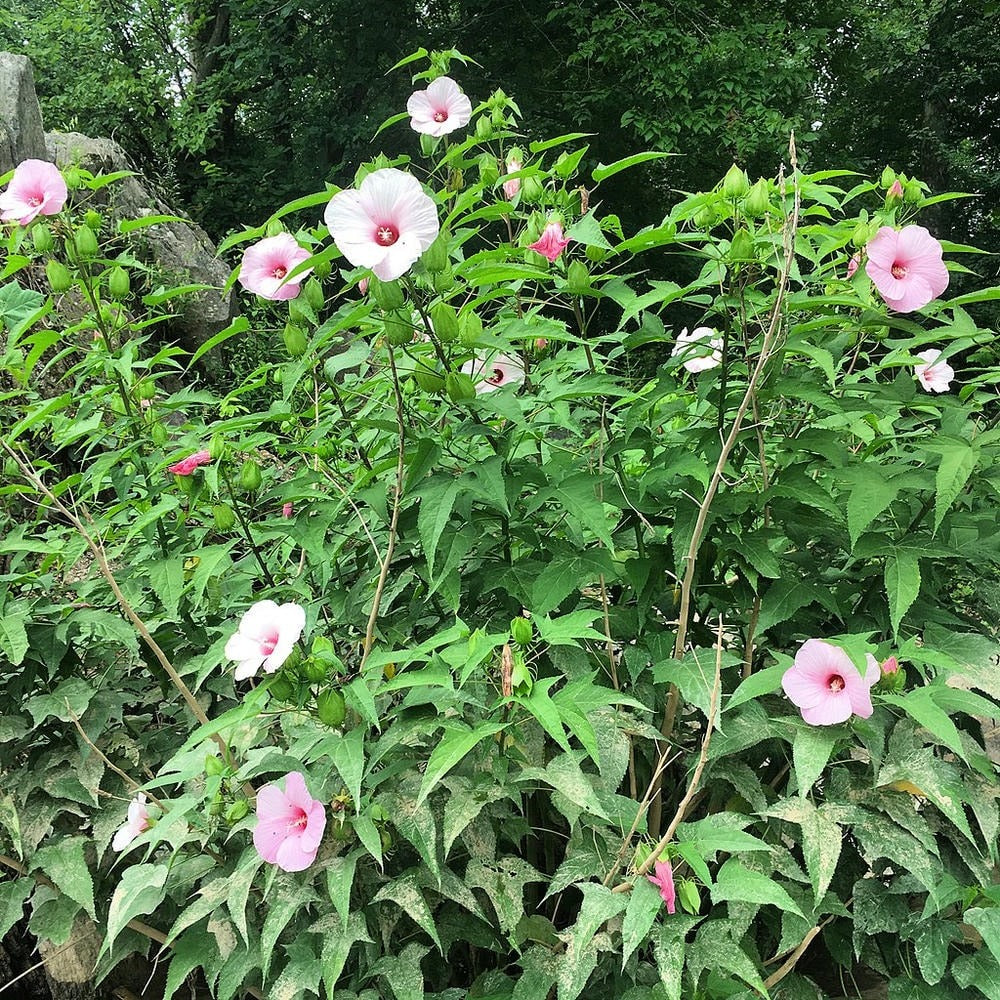 Hibiscus laevis - Native BEE-Ginnings