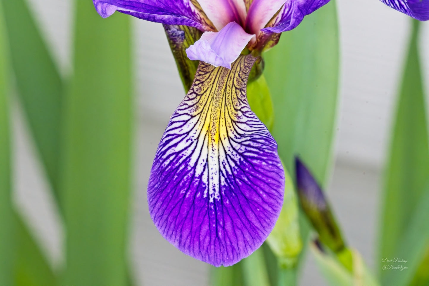 Iris versicolor - Native BEE-Ginnings