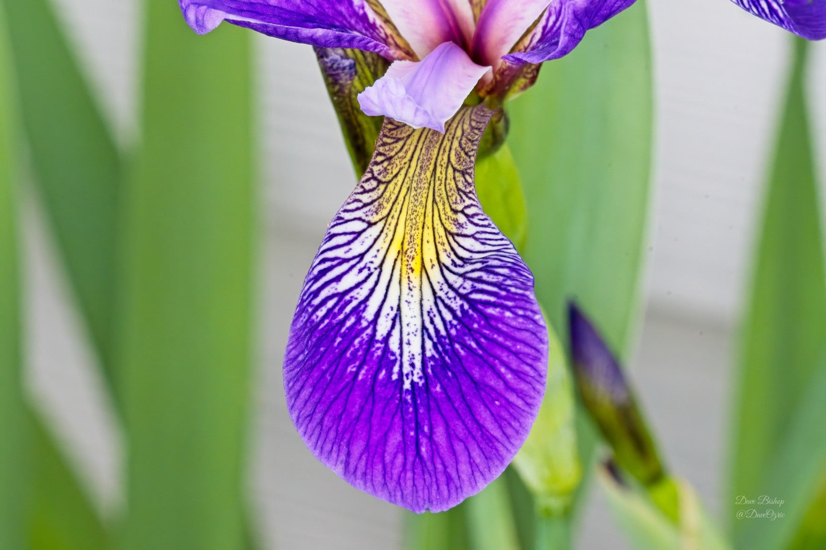 Iris versicolor - Native BEE-Ginnings