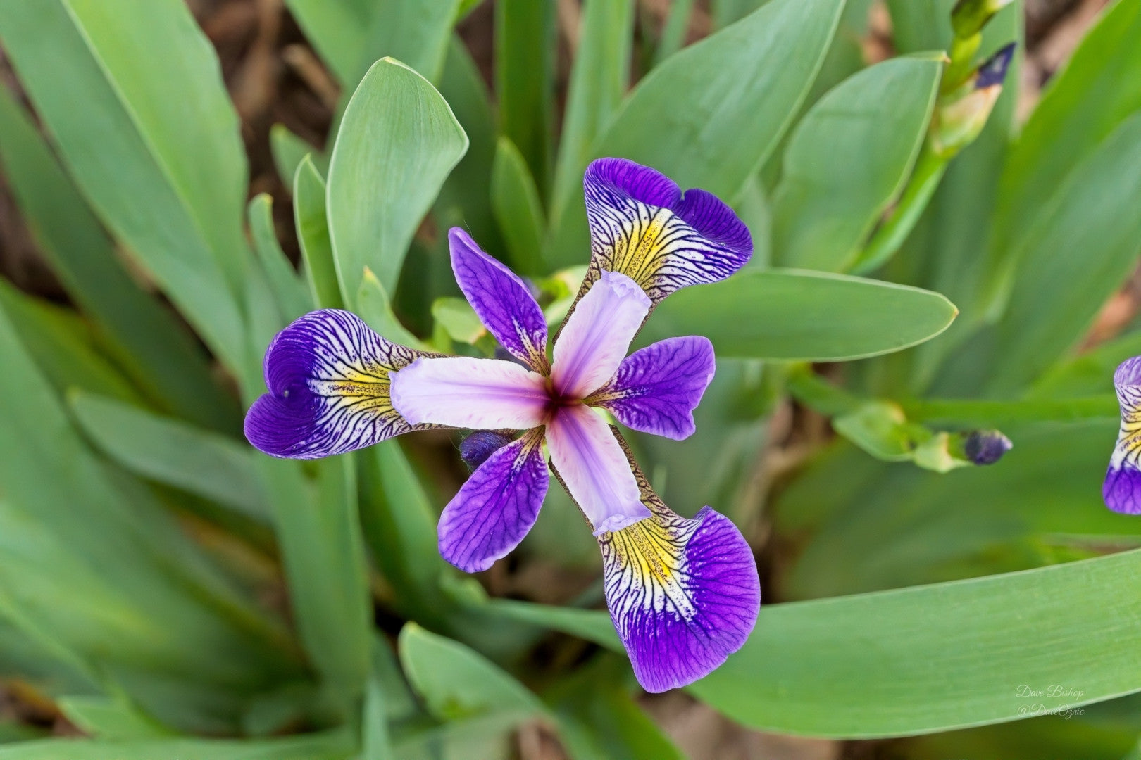 Iris versicolor - Native BEE-Ginnings