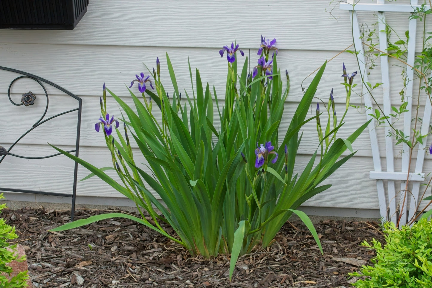 Iris versicolor - Native BEE-Ginnings