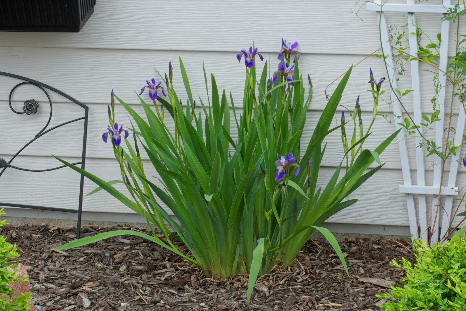 Iris versicolor - Native BEE-Ginnings