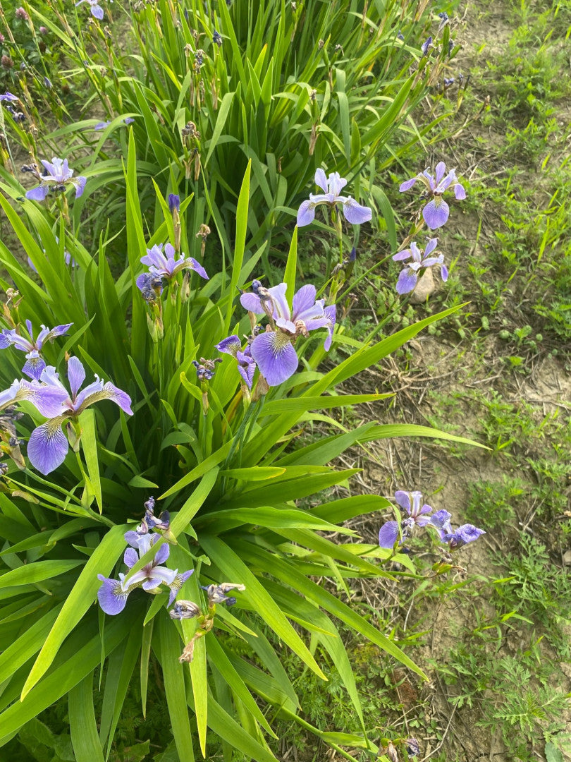 Iris versicolor - Native BEE-Ginnings