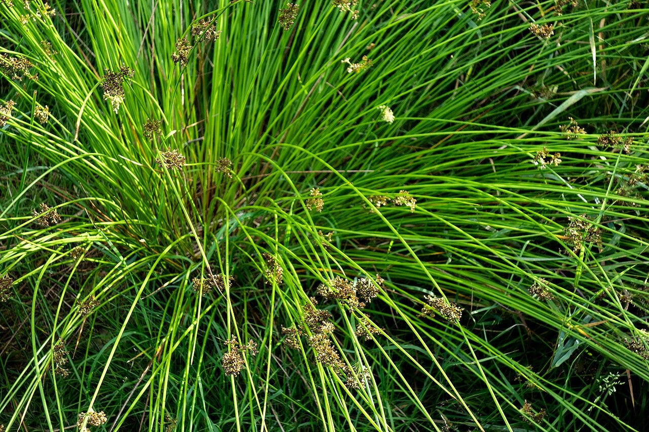 Juncus effusus - Native BEE-Ginnings
