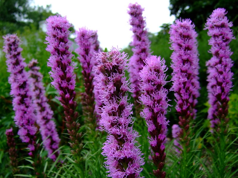 Liatris spicata - Native BEE-Ginnings