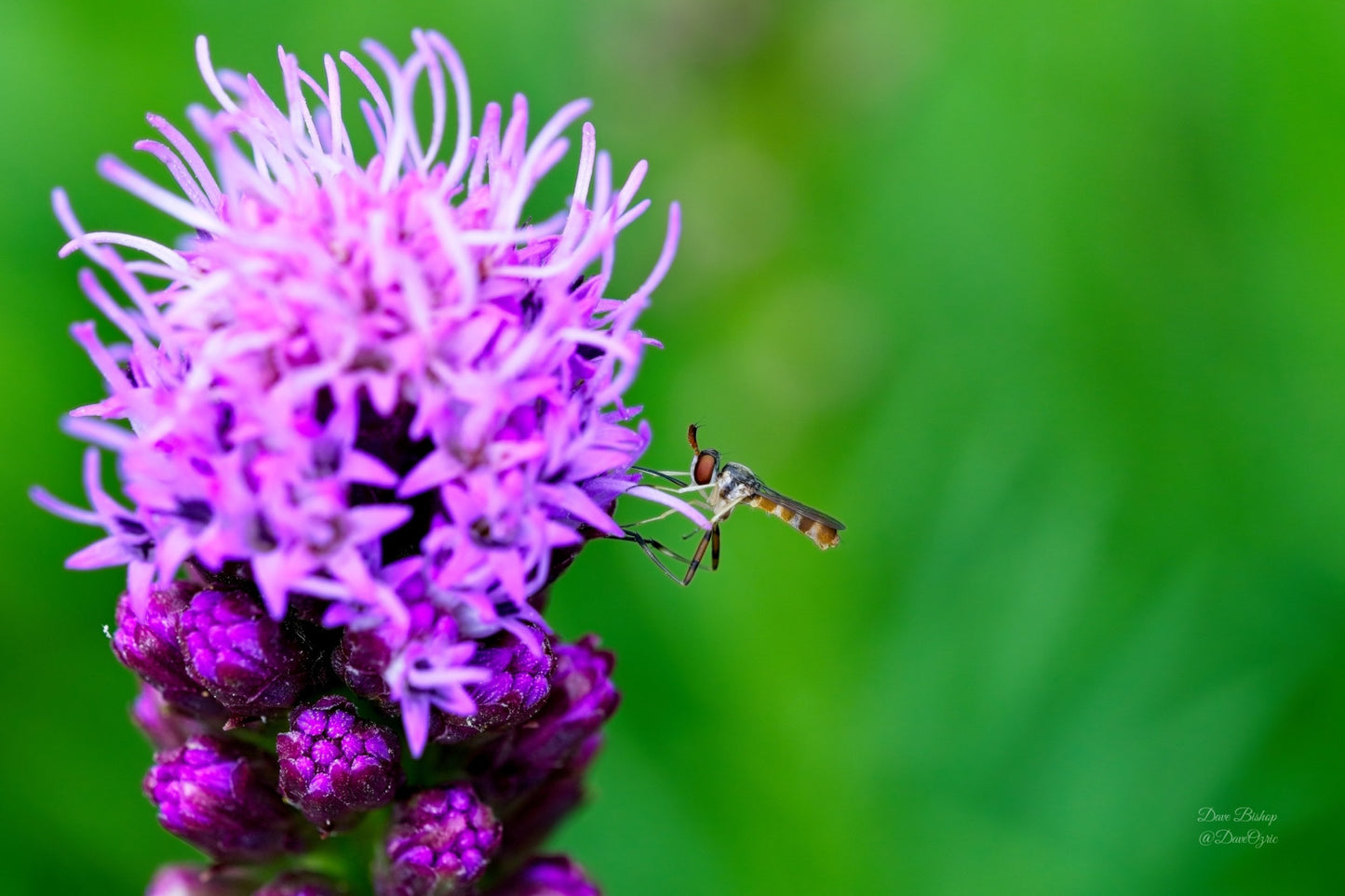 Liatris spicata - Native BEE-Ginnings