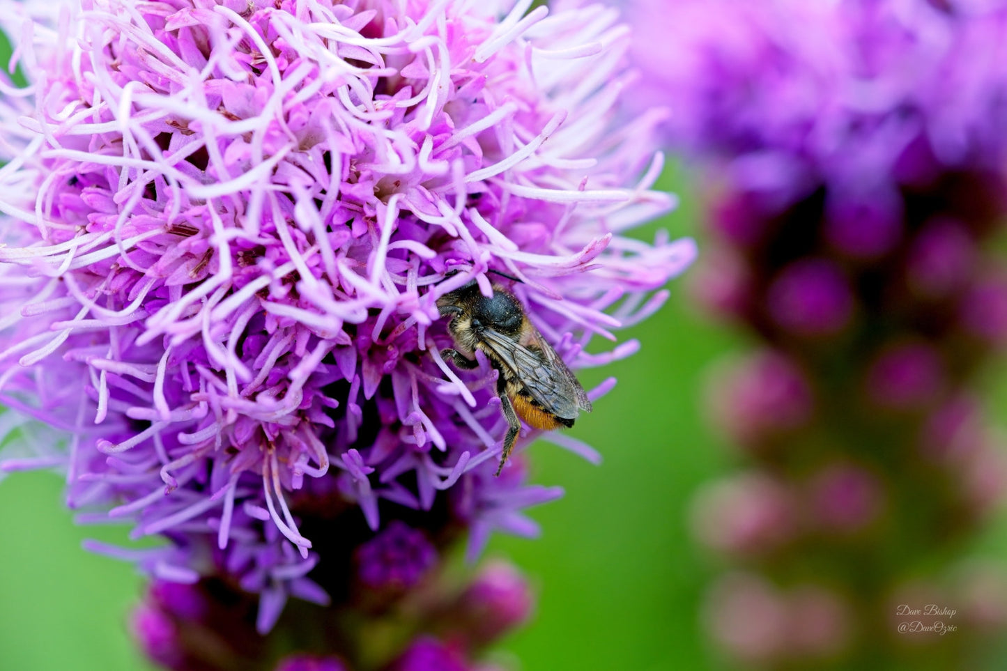 Liatris spicata - Native BEE-Ginnings