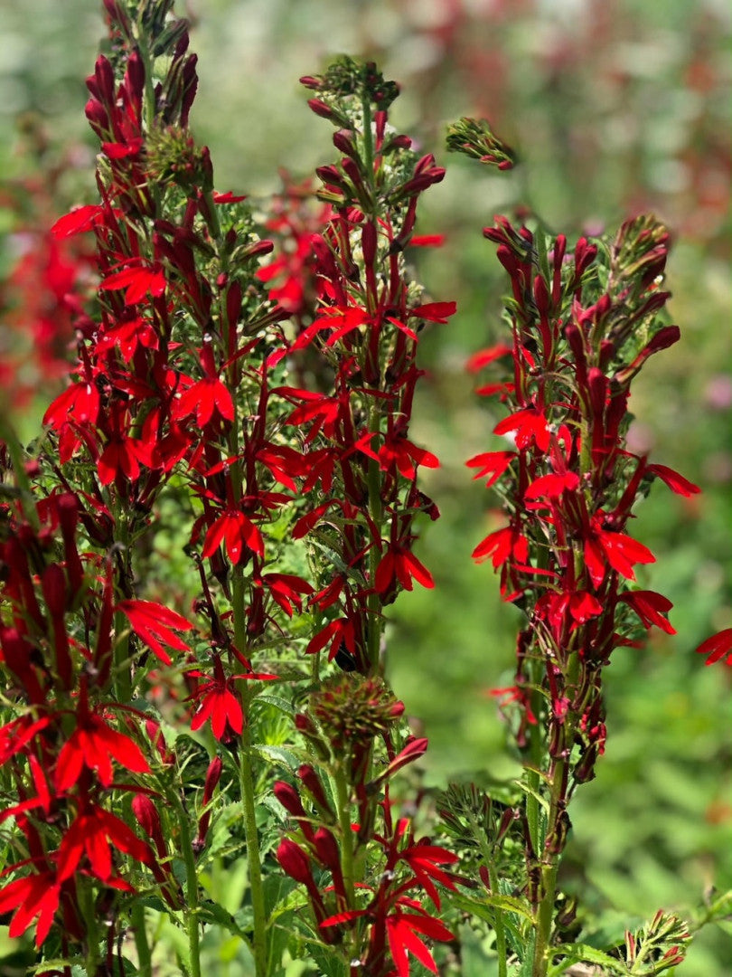 Lobelia cardinalis - Native BEE-Ginnings