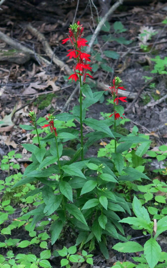 Lobelia cardinalis - Native BEE-Ginnings