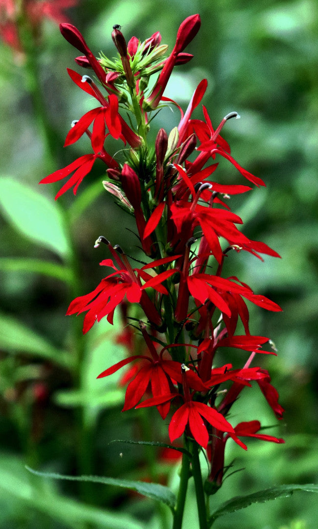 Lobelia cardinalis - Native BEE-Ginnings
