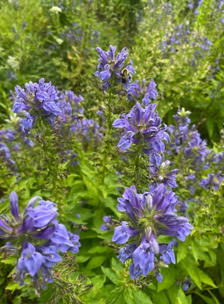 Lobelia siphilitica - Native BEE-Ginnings