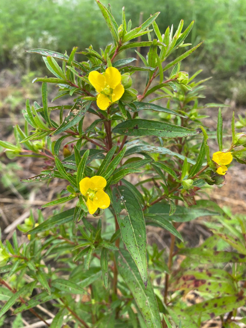 Ludwigia alternifolia - Native BEE-Ginnings
