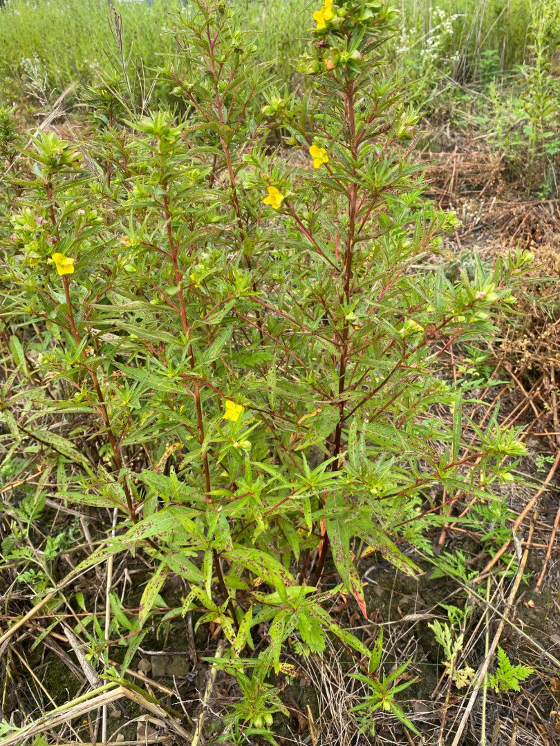 Ludwigia alternifolia - Native BEE-Ginnings