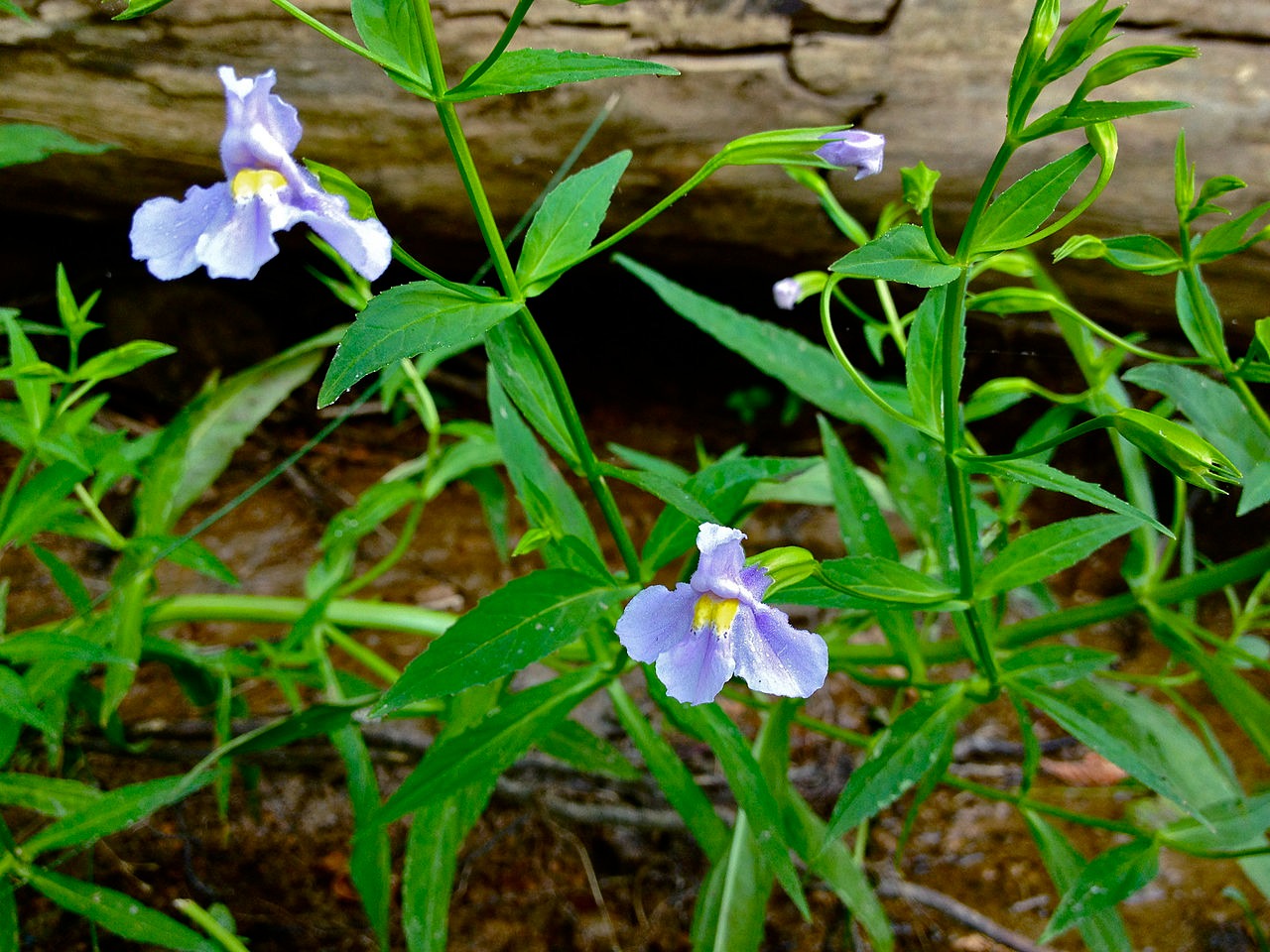 monkey plant seeds Mimulus ringens Monkey Flower Native Seeds for Sale – Native BEE-Ginnings