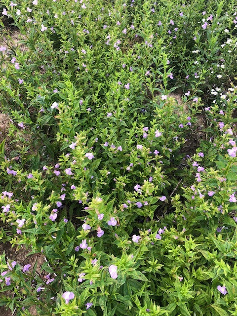 Mimulus ringens - Native BEE-Ginnings