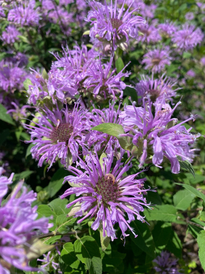 Monarda fistulosa - Native BEE-Ginnings