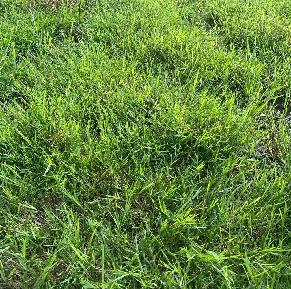 Muhlenbergia schreberi - Native BEE-Ginnings