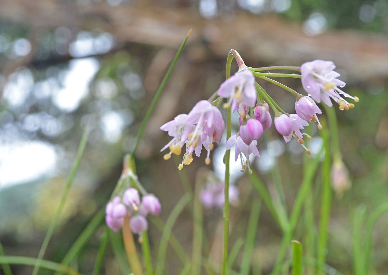 Allium cernuum - Native BEE-Ginnings