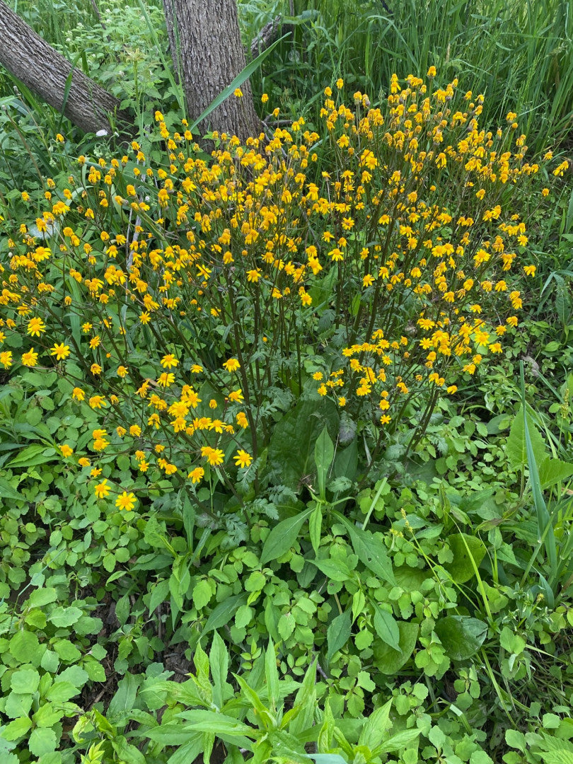 Packera aurea - Native BEE-Ginnings