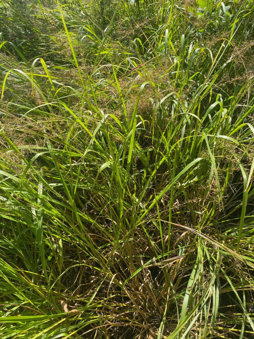 Panicum rigidulum - Native BEE-Ginnings