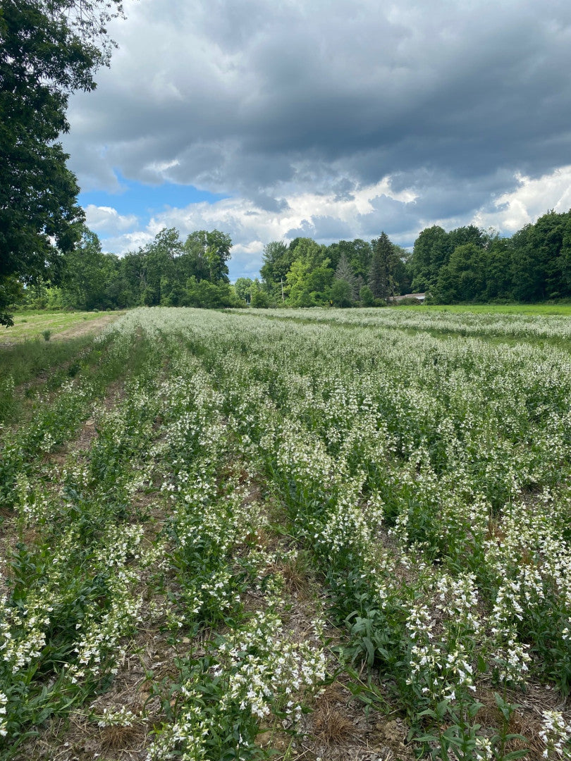 Penstemon digitalis - Native BEE-Ginnings