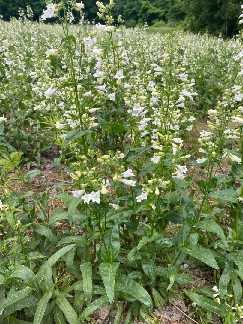 Penstemon digitalis - Native BEE-Ginnings