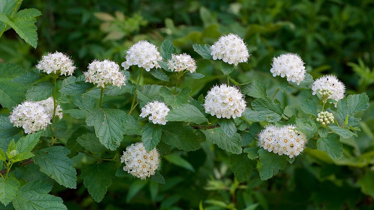 Physocarpus opulifolius - Native BEE-Ginnings