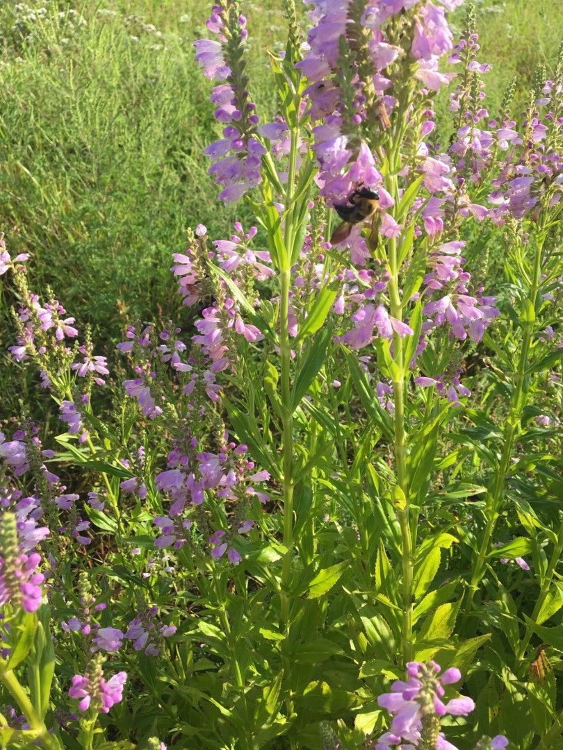 obedient plant seeds Physostegia virginiana Obedient Plant Native Seeds for Sale