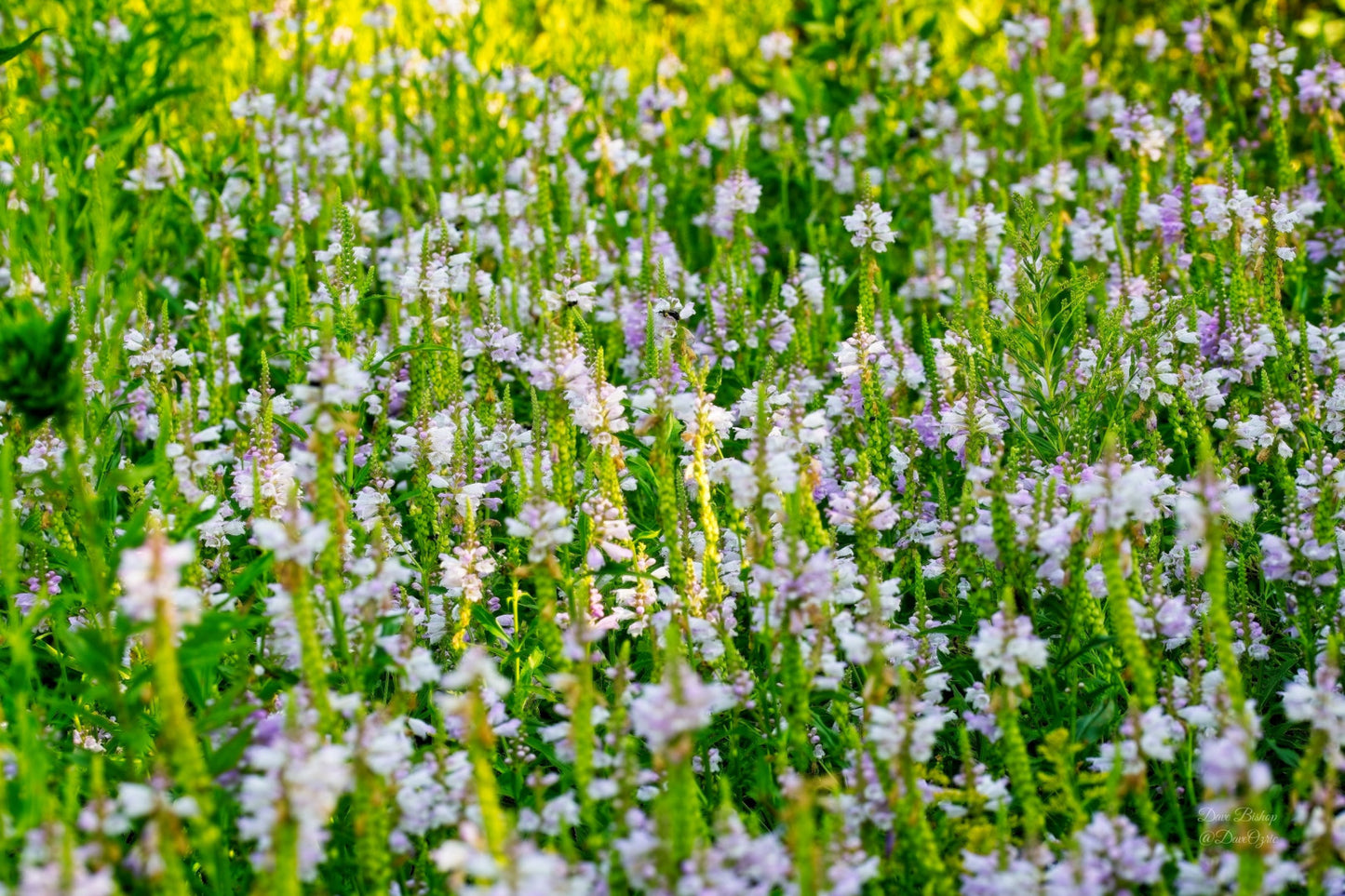 Physostegia virginiana - Native BEE-Ginnings