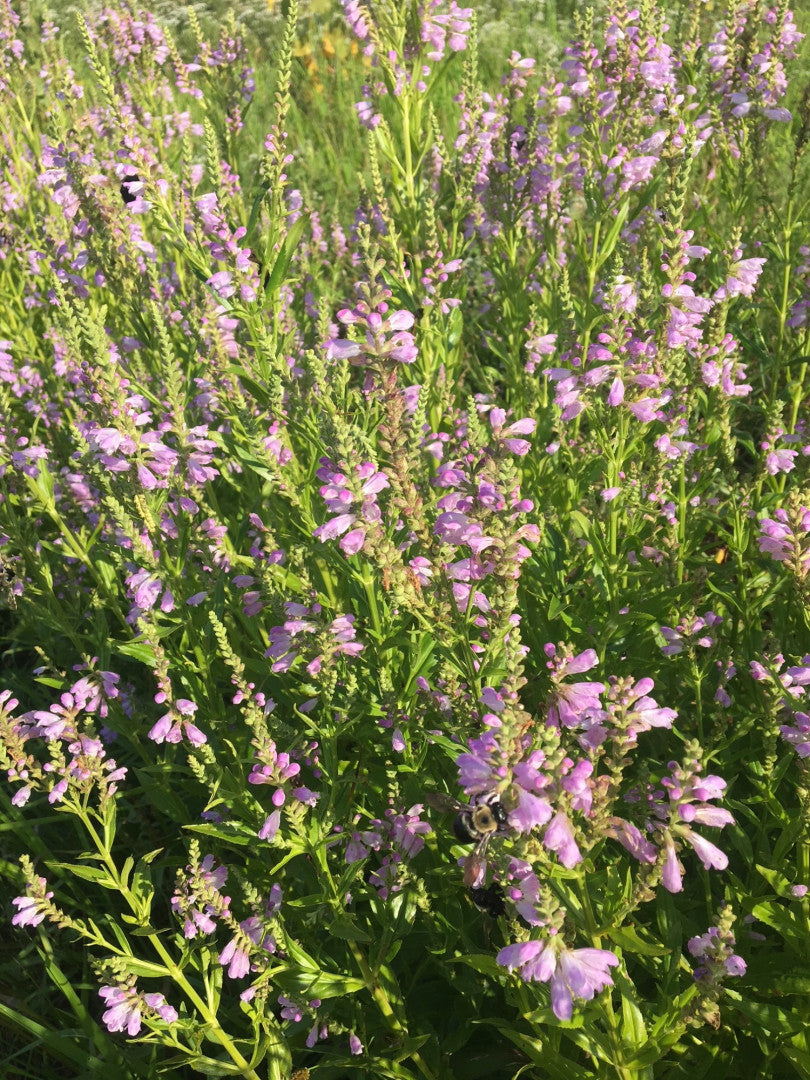 Physostegia virginiana - Native BEE-Ginnings