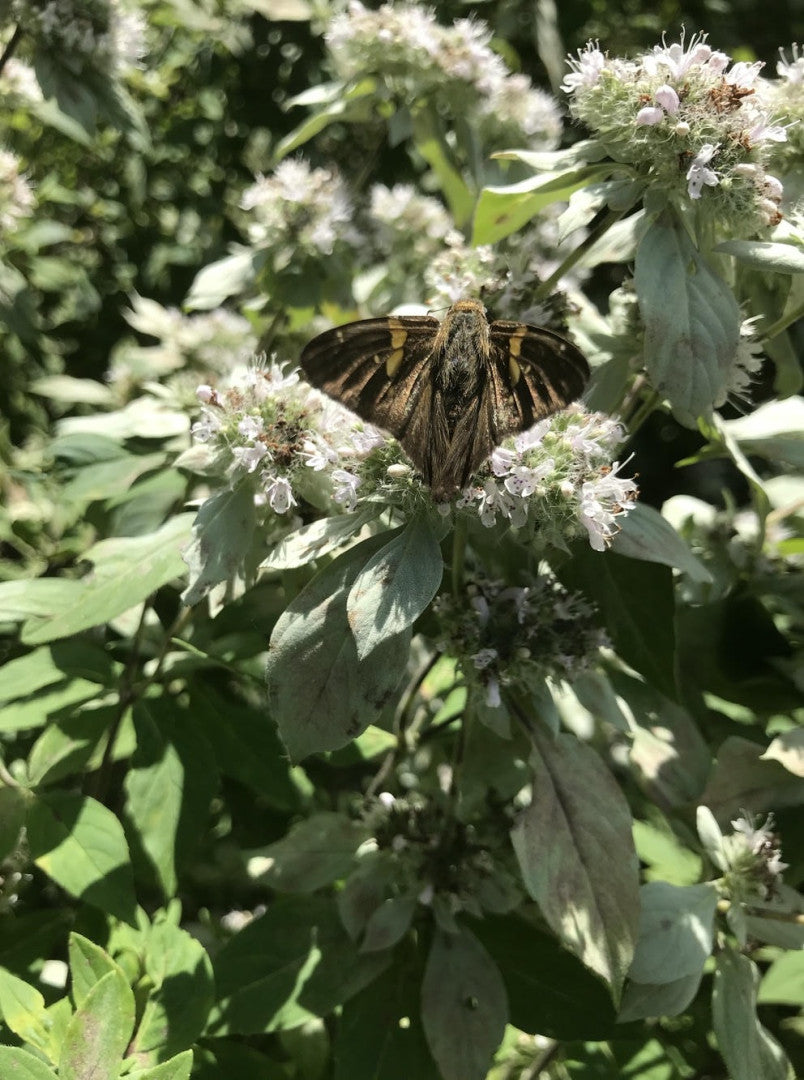 Pycnanthemum incanum - Native BEE-Ginnings