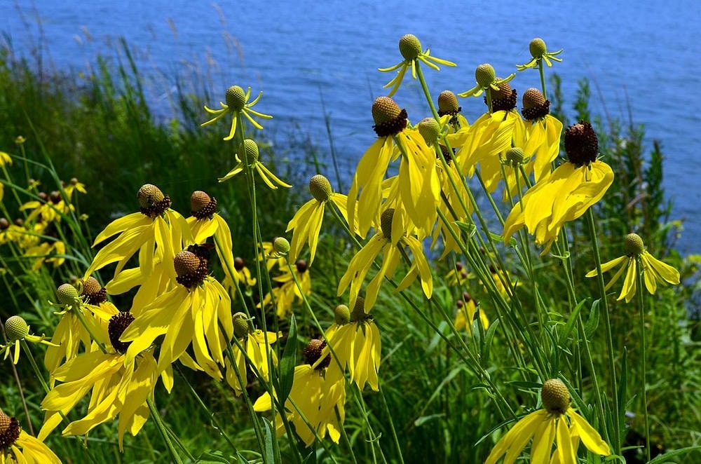 Ratibida pinnata - Native BEE-Ginnings