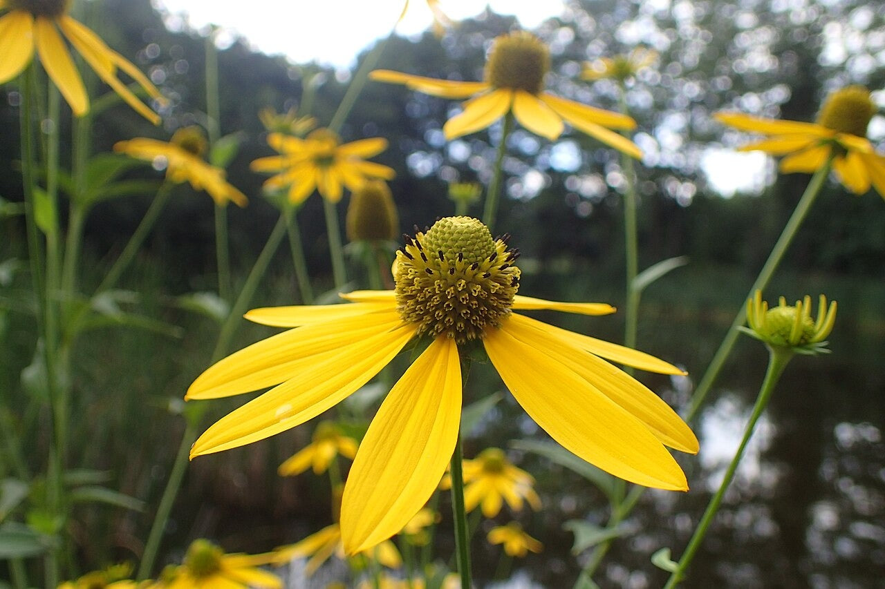Rudbeckia laciniata - Native BEE-Ginnings