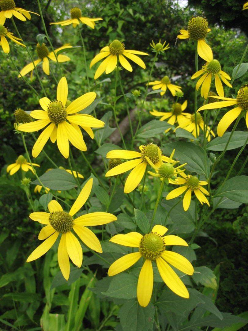 Rudbeckia laciniata - Native BEE-Ginnings