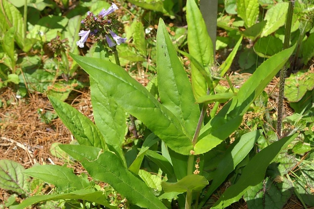 Salvia lyrata - Native BEE-Ginnings