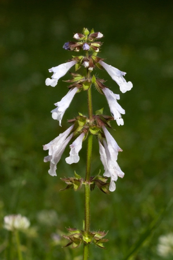 Salvia lyrata - Native BEE-Ginnings