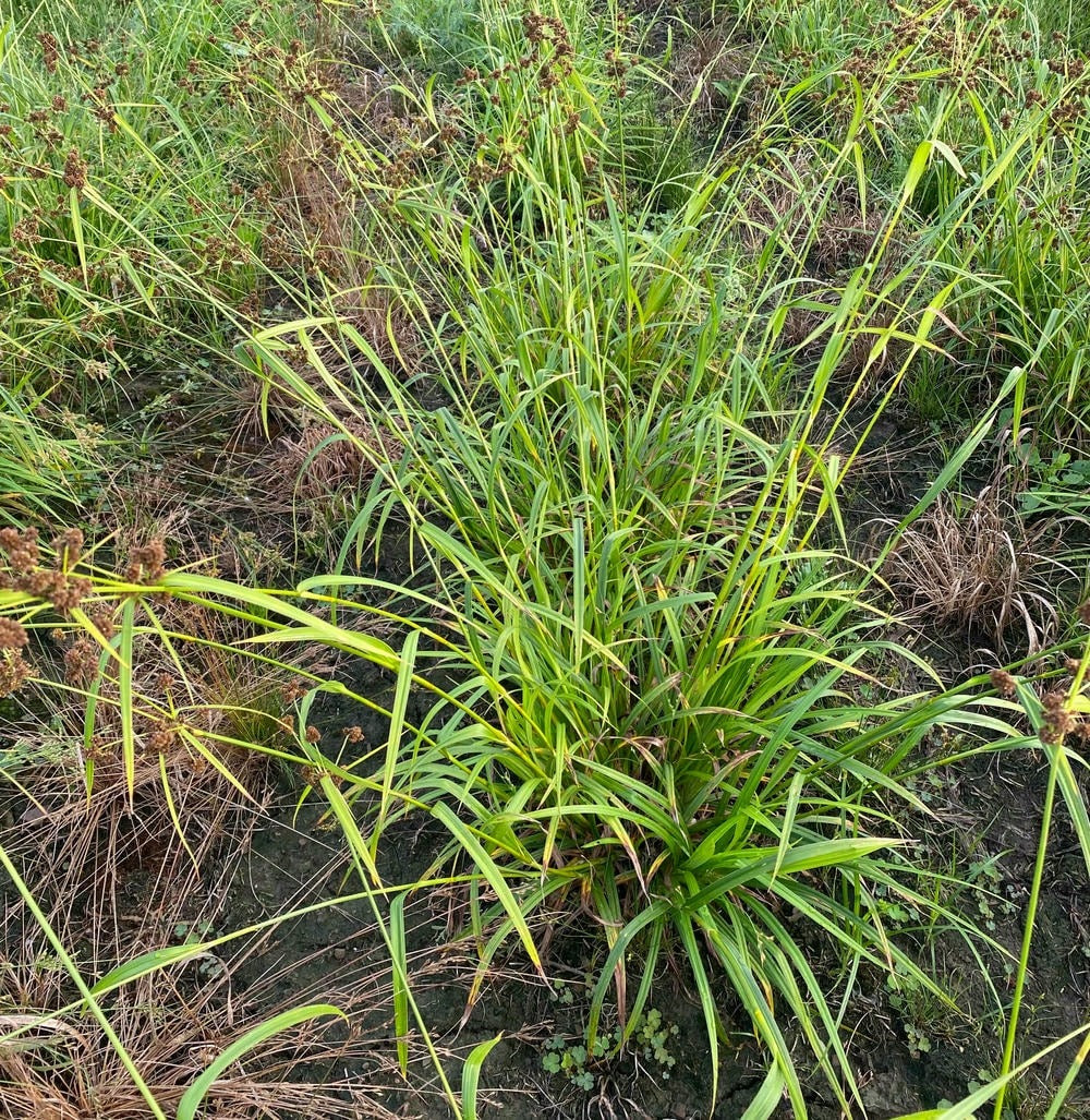 Scirpus atrovirens - Native BEE-Ginnings