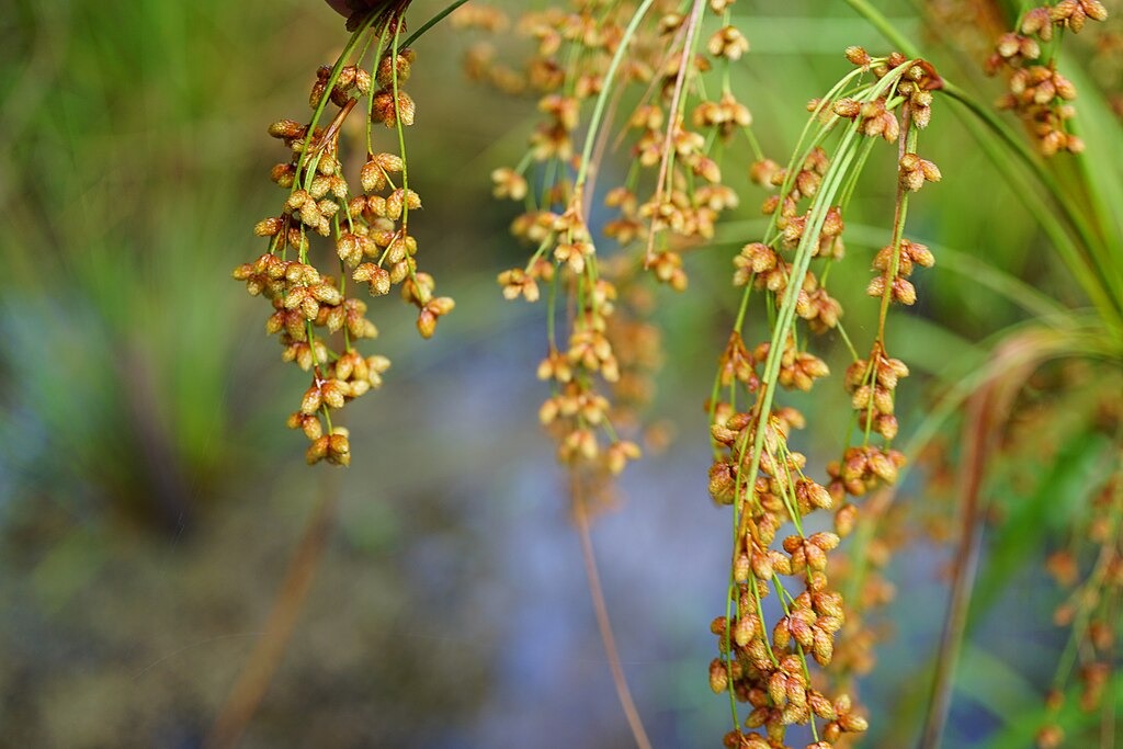 Scirpus cyperinus - Native BEE-Ginnings