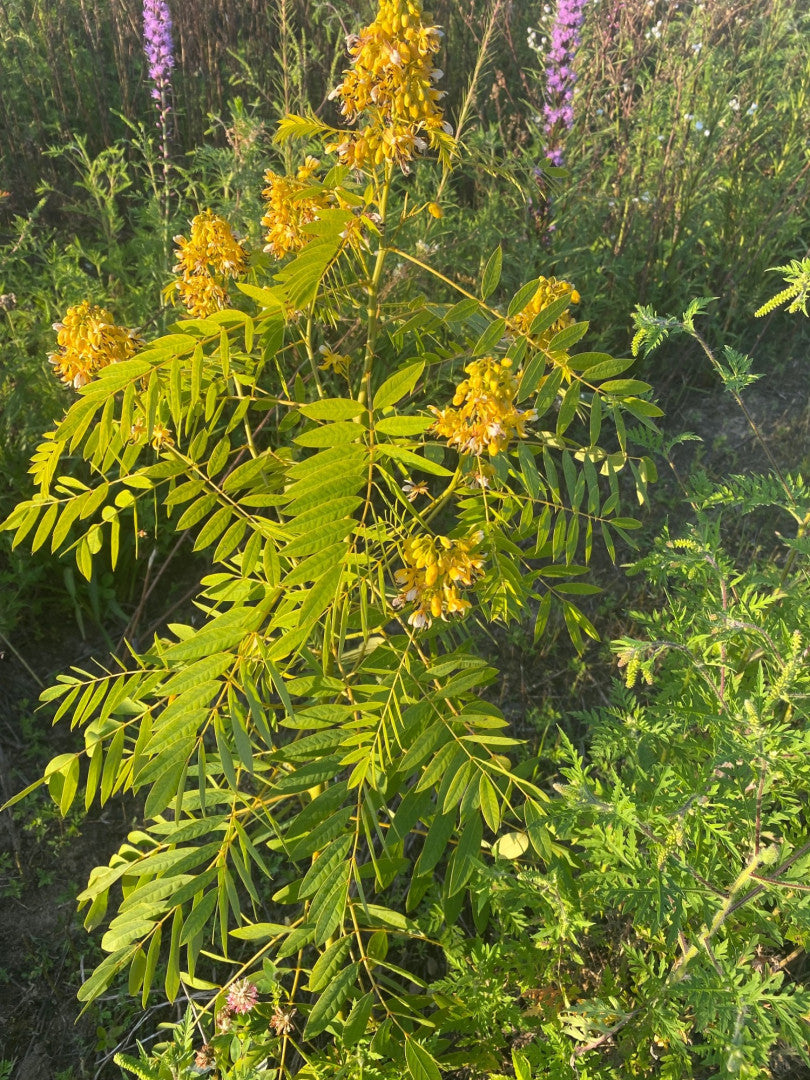 Senna hebecarpa - Native BEE-Ginnings