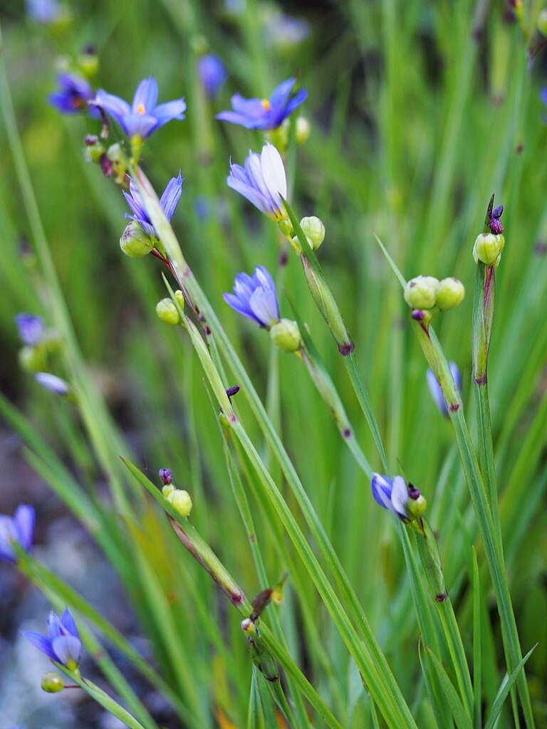 grass flower seeds Sisyrinchium angustifolium Narrowleaf Blue-eyed Grass Seeds for Sale –  Native BEE-Ginnings