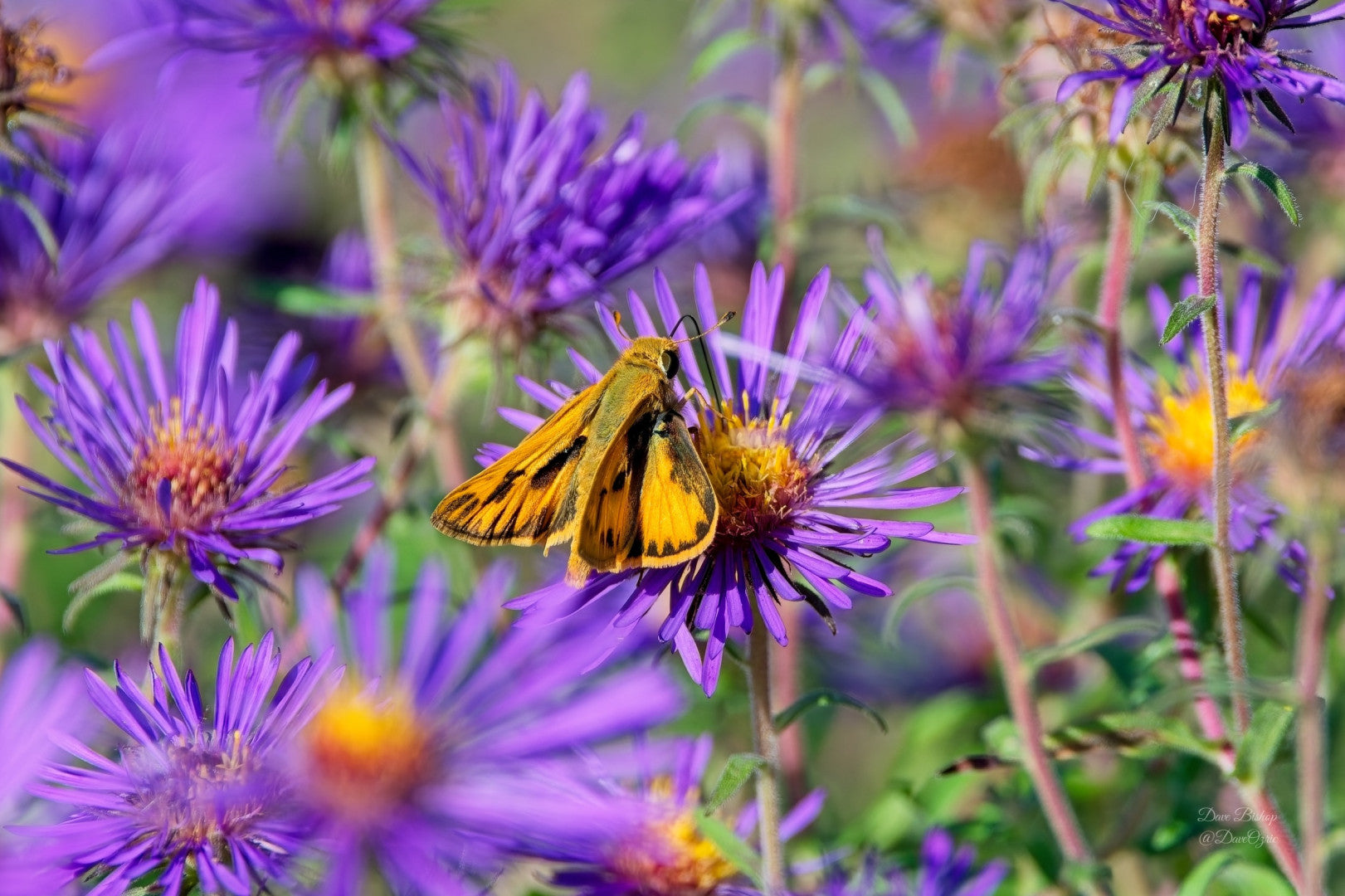Symphyotrichum novae-angliae - Native BEE-Ginnings