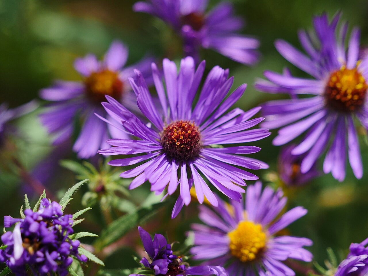 Symphyotrichum novae-angliae - Native BEE-Ginnings