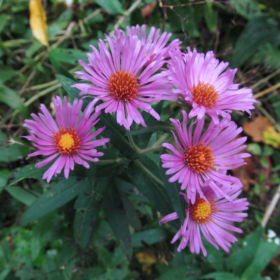 Symphyotrichum novae-angliae - Native BEE-Ginnings