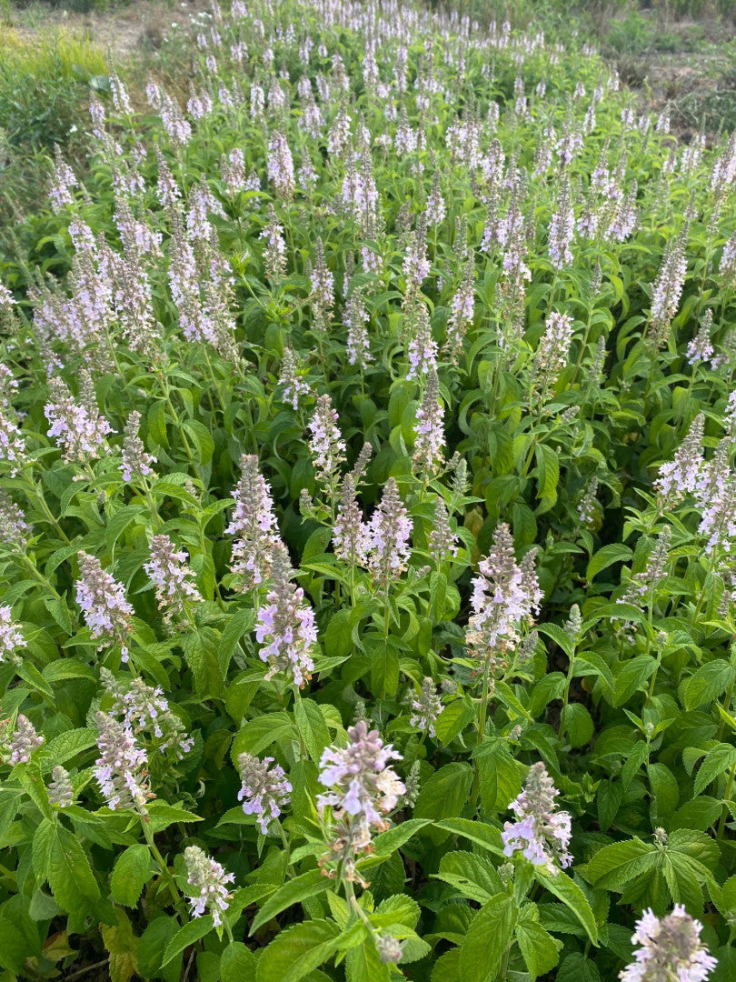 Teucrium canadense - Native BEE-Ginnings
