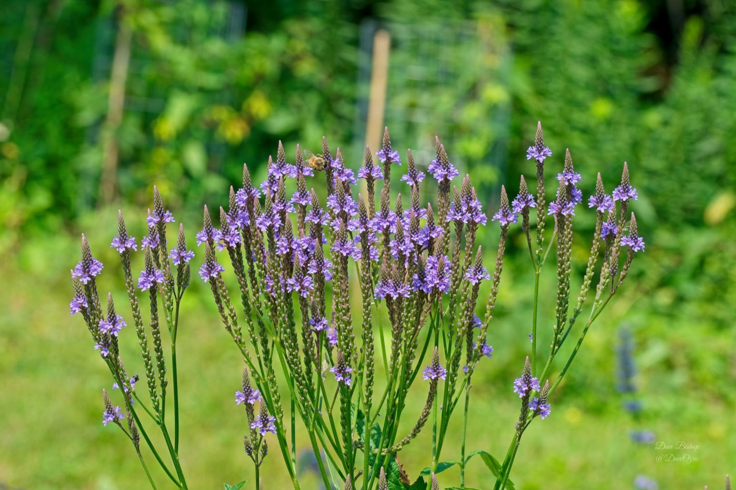 Verbena hastata - Native BEE-Ginnings