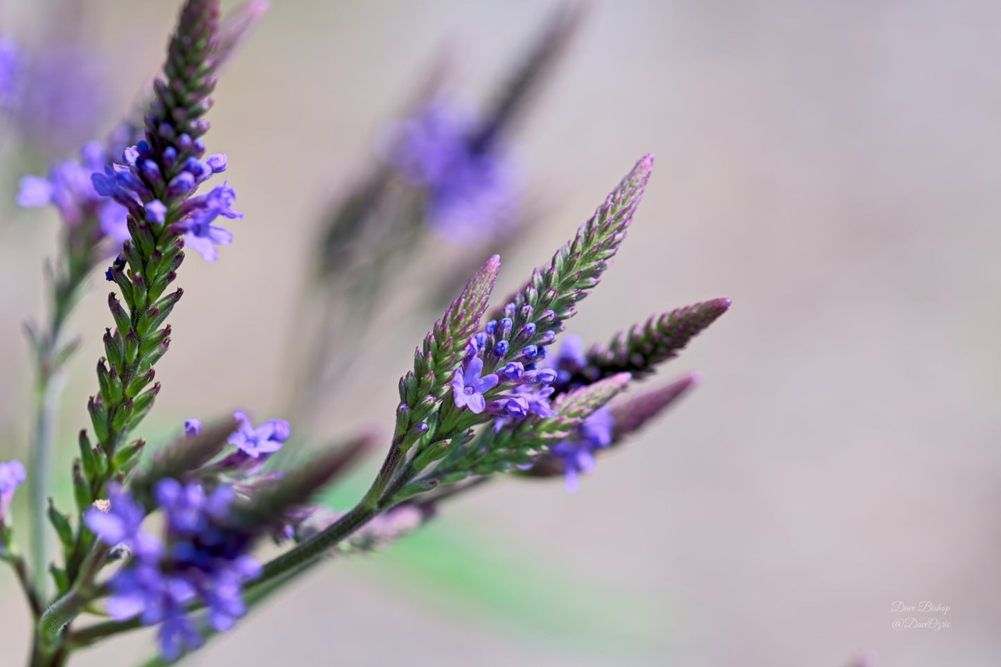 Verbena hastata - Native BEE-Ginnings