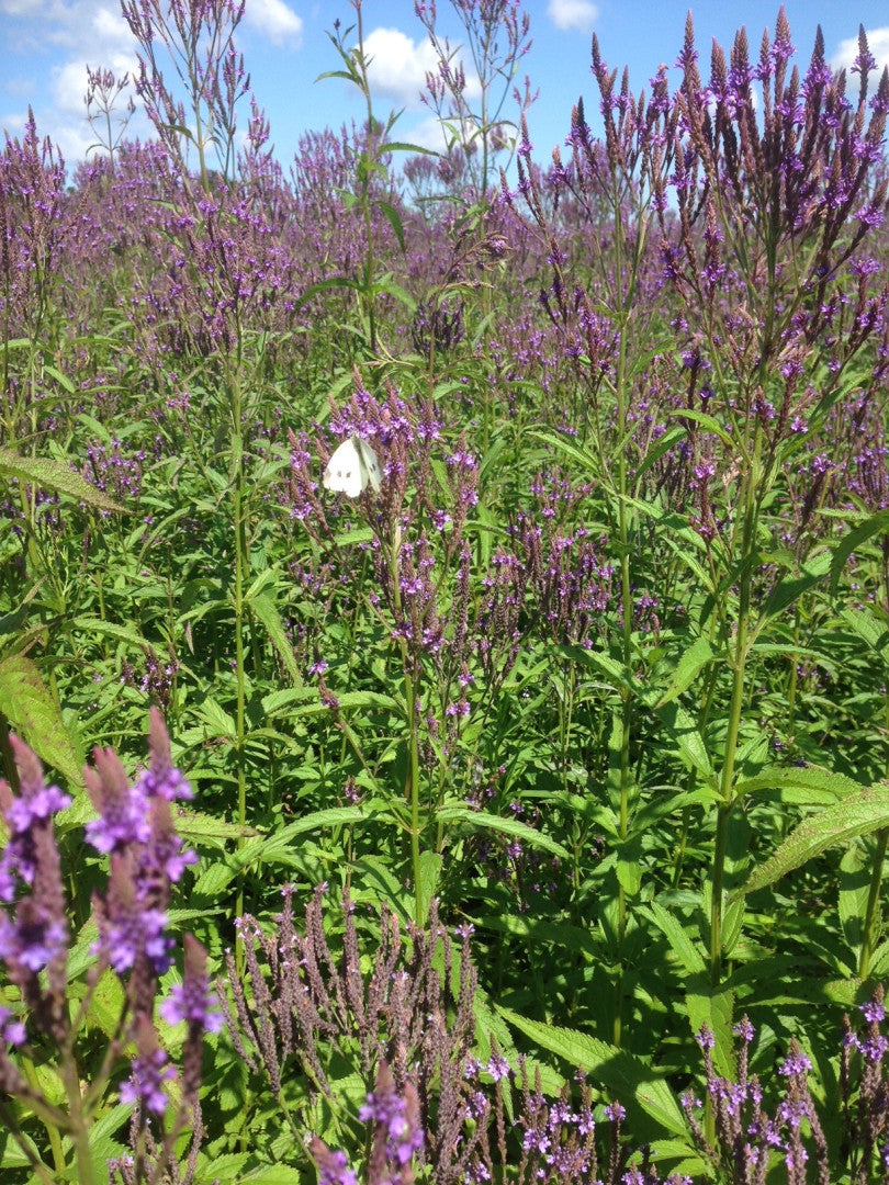 Verbena hastata - Native BEE-Ginnings