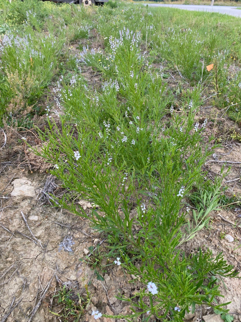 Verbena simplex - Native BEE-Ginnings