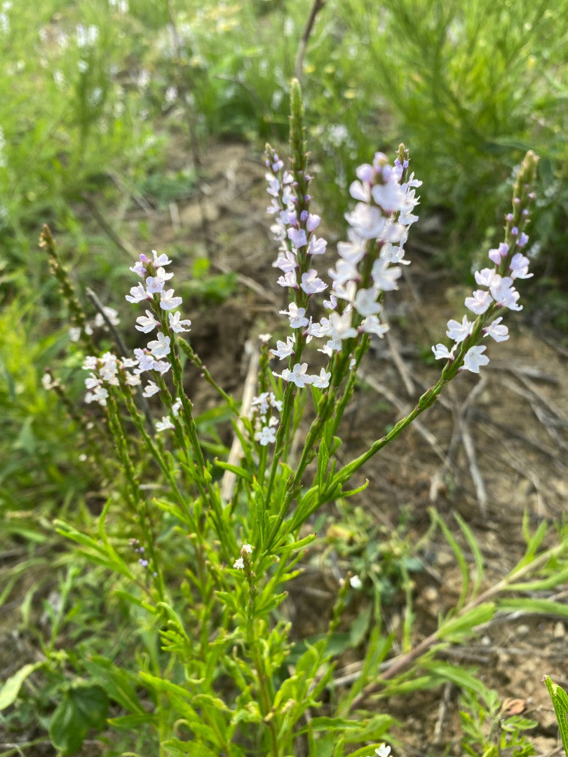 Verbena simplex - Native BEE-Ginnings